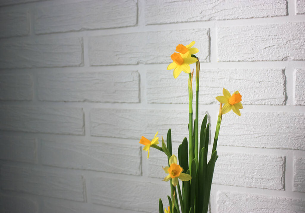Amarelo narcisos no fundo de uma parede de tijolo branco no interior na primavera. Foto de alta qualidade - Foto, Imagem