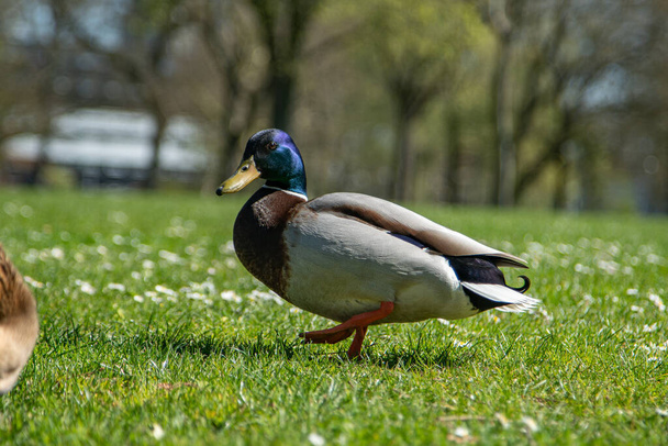 Duck in a park walking - Fotografie, Obrázek