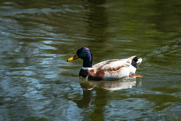 Schöne Ente schwimmt in einem See - Foto, Bild