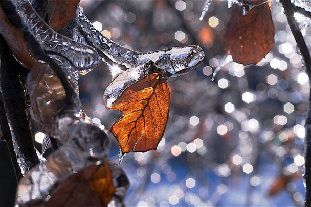 冬は氷で覆われた凍った葉 - 写真・画像