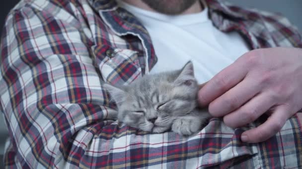 Il gattino grigio da orecchio diritto scozzese dorme in braccia di proprietario di casa. Il piccolo gatto britannico carino purosangue si addormenta in mani di giovane uomo. Tema uomo e animale domestico. maschio petting dormire gattino - Filmati, video