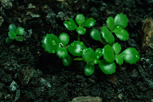 Kalanchoe daigremontiana Pflanze. Tausendsassa. Baby-Pflanze, neu wachsende, heimische Pflanze - Foto, Bild