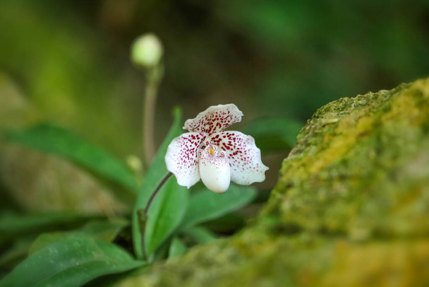 Orquídea endémica que crece en acantilados de montaña de piedra caliza, Species is Cypripedioideae, Paphiopedilum X ang-thong - Foto, Imagen