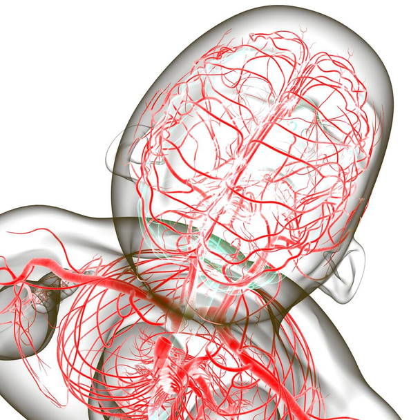 Arterias y venas humanas para el concepto médico Ilustración 3D - Foto, Imagen