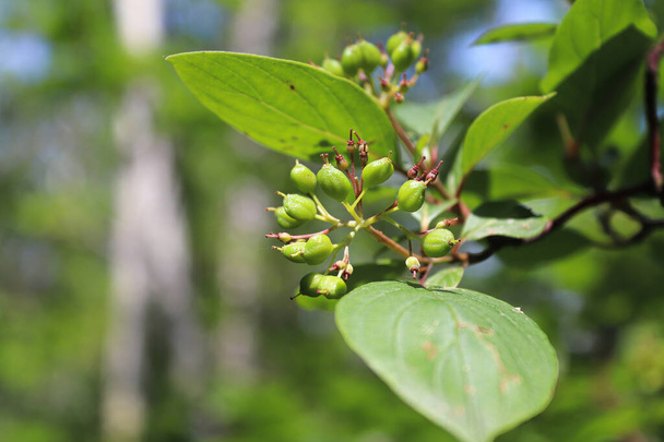 Closeup of maturing berries on a dogwood shrub - Photo, Image