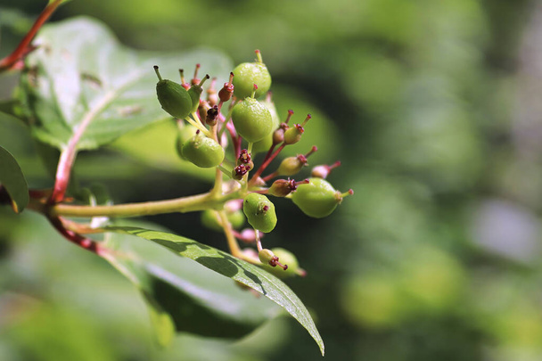 Macro of maturing berries on a dogwood shrub - Photo, Image