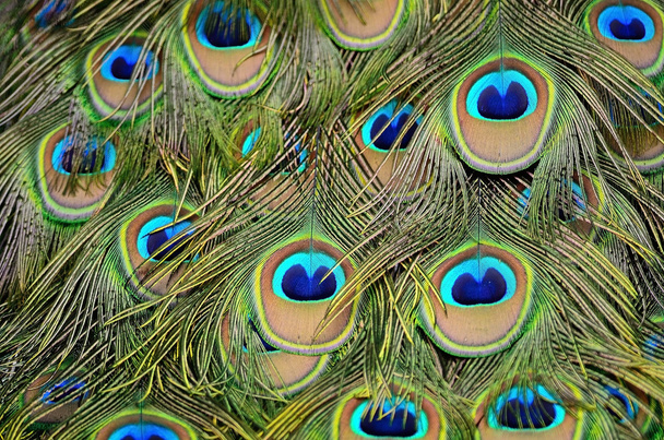 male Green Peacock feathers - 写真・画像