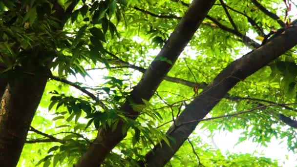 Güneş ışınları Doğal Kayın Ağaçları Ormanı 'nda parlıyor - Video, Çekim