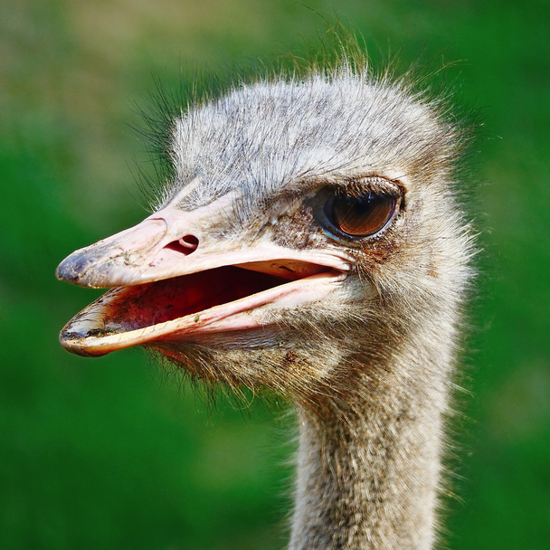 Ostrich - Foto, imagen