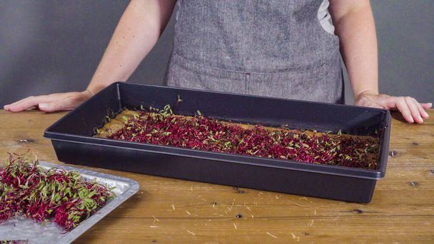 Harvesting radish microgreens from the propagation tray with scissors. - Photo, Image