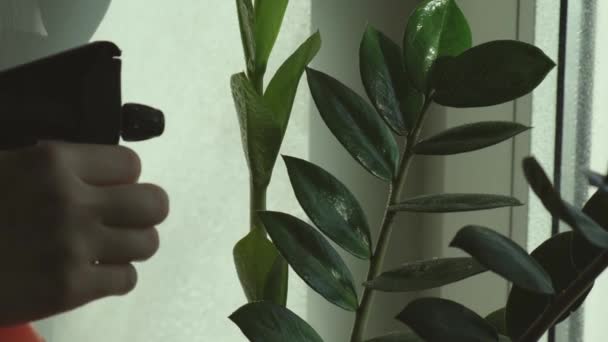 Woman takes care of the plants in her home. Spraying leaves of a flower plant in pot. Watering plants at home. Small drops of water flow down Zamioculcas. - Footage, Video