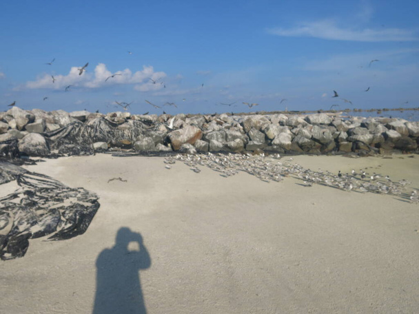 L'uccello trovato sull'isola di Layang-layang (isola degli uccelli) situata in un'area isolata della Malesia - Foto, immagini
