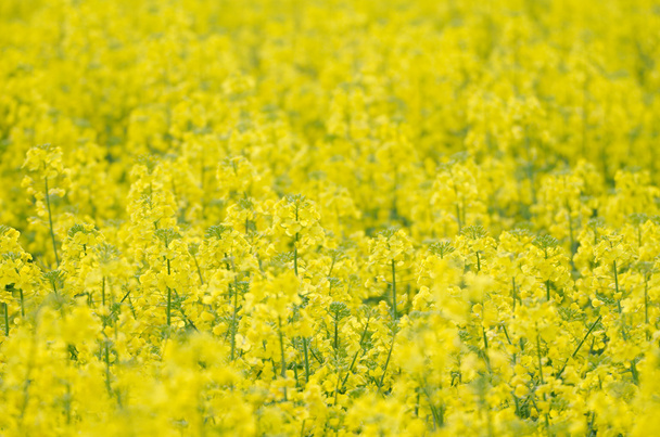 Желтый рапсовый полевой крупный план
 - Фото, изображение