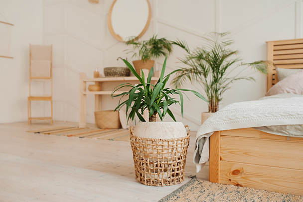 grüne Pflanze in beige Weidenkorb recycelt Öko-Korb auf hellem Innenraum mit gemütlichem Bett. Stilvolles, minimalistisches Interieur von Scandi. Pflanzen zu Hause züchten und pflegen, Inspiration für vertikale Inhalte - Foto, Bild