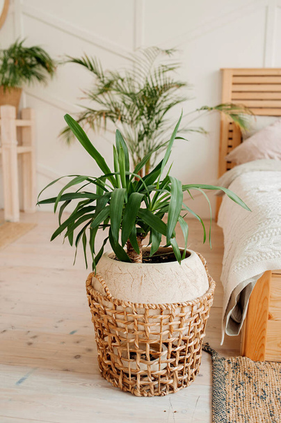 zielona roślina w beżowym wiklinowym koszu ekologicznym na jasnym pomieszczeniu z wygodnym łóżkiem. Stylowe, minimalistyczne wnętrze Scandi. Hodowla i pielęgnacja roślin w domu, pionowa inspiracja treścią - Zdjęcie, obraz