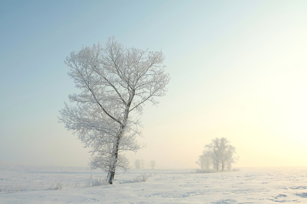 Winter landscape of frosted tree at dawn - Photo, Image