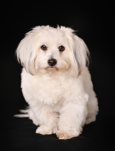 Coton de Tulear dog - Фото, изображение