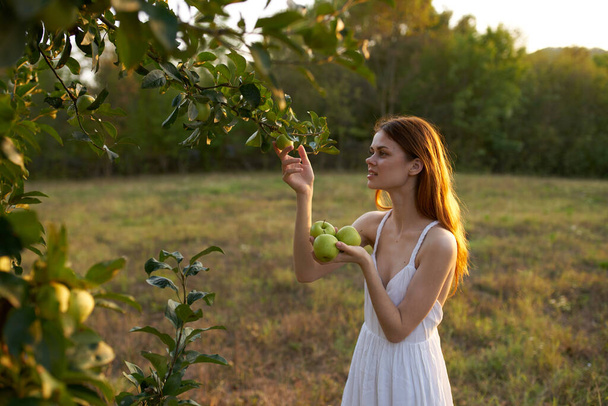 πράσινα μήλα στα δέντρα καλοκαίρι Γυναίκα σε λευκό φόρεμα φρέσκο αέρα φύση - Φωτογραφία, εικόνα