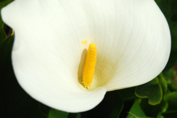 die ganze Sinnlichkeit einer Blume - calla zantedeschia - 198 - Foto, Bild