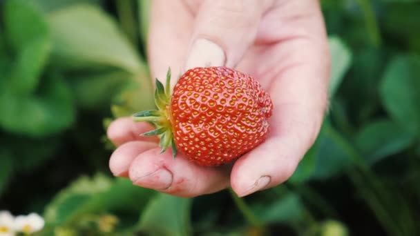 De hand van de tuinman toont rode aardbeien in de zomer in de tuin. De tuinman oogst verse aardbeien. close-up. De boer verzamelt heerlijke rijpe bessen. Een man houdt een rijpe klomp in zijn hand - Video