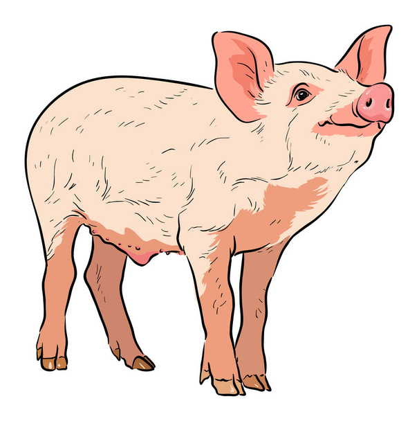 Милий рожевий свинячий персонаж. Векторні ілюстрації ізольовані на білому фоні стокової ілюстрації
 - Вектор, зображення