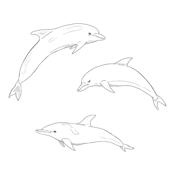 Insieme vettoriale di illustrazioni di delfini schizzo - Vettoriali, immagini