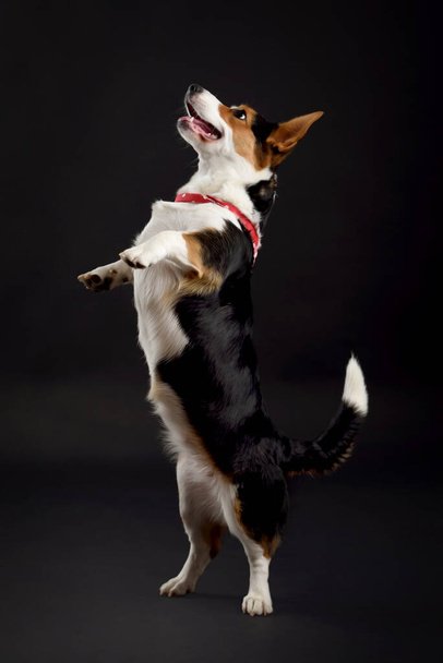 Tricolor welsh corgi dog in the studio on a black background - Photo, Image