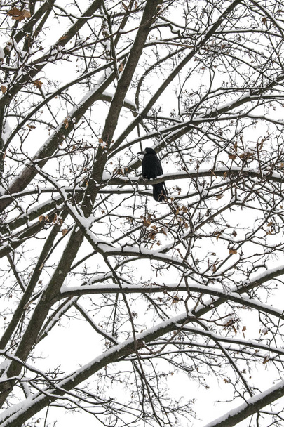 Rooks are highly gregarious birds and are generally seen in flocks