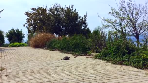Uma tartaruga está andando através da estrada na costa do mar Egeu - Filmagem, Vídeo