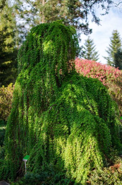 Larix Kaempferi - Polonya botanik bahçesindeki botanik bahçesinde ağlayan sert bir ağaç. - Fotoğraf, Görsel