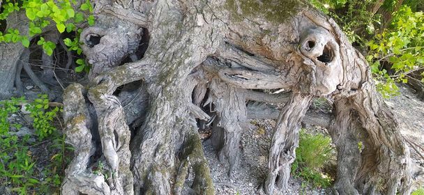 Στοιχειωμένο ανατριχιαστικό δέντρο ως ένα παλιό φυτό ανάπτυξης σε σχήμα ενός κρανίου τέρας ως ένα τρομακτικό τοπίο σε ένα θέμα τρόμου. Ανατριχιαστικές ρίζες που μοιάζουν με ανθρώπινο προφίλ - Φωτογραφία, εικόνα