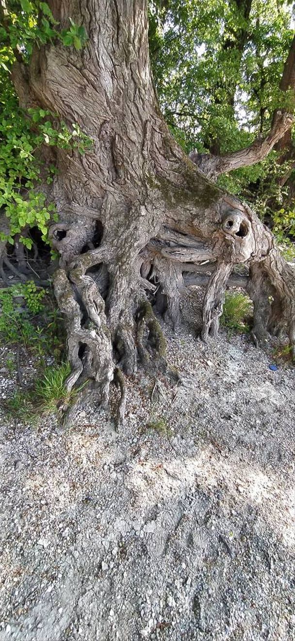 Haunted kammottava puu kuin vanha kasvi muotoinen hirviö kallo kuin pelottava maisema kauhu teema. Karmivat juuret, jotka näyttävät ihmisprofiililta - Valokuva, kuva