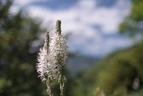 Asphodelus albus, une fleur sauvage blanche, dans les Pyrénées - Photo, image