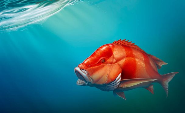 Kızıl imparator levrek balığı su altında yüzer. Kızıl imparator, açık okyanus dalgalarının gerçekçi arkaplanı.. - Fotoğraf, Görsel
