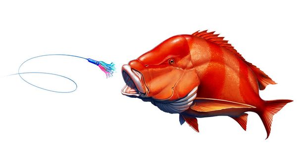 Roter Kaiserschnapperfisch greift Köder von Tintenfischen an. Rot - Foto, Bild