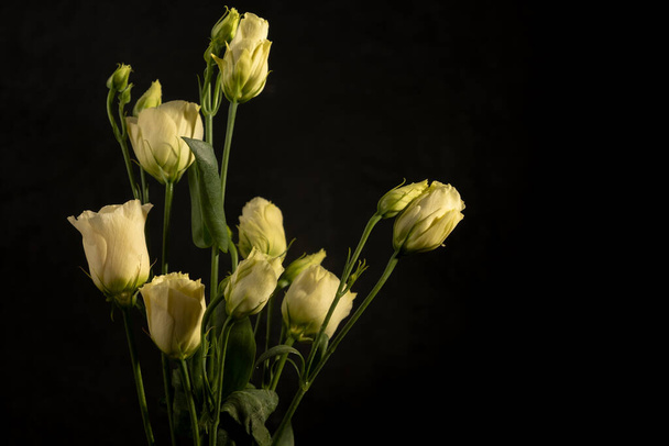 Cremige Eustomas. Zartes Blumengesteck auf schwarzem Hintergrund. Zurückhaltende Fotografie. Kopierraum. Unschärfe und selektiver Fokus - Foto, Bild