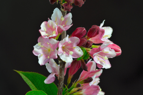 λουλούδια ενός θάμνου weigela - Φωτογραφία, εικόνα