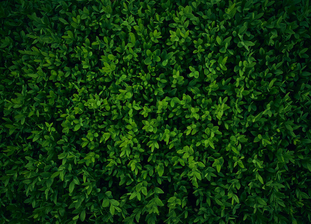 Фон з темно-зеленого листя
. - Фото, зображення