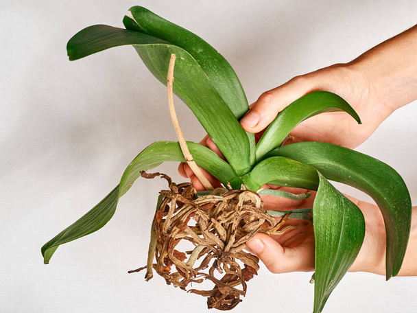 Orchideát átültető nő otthon - Fotó, kép