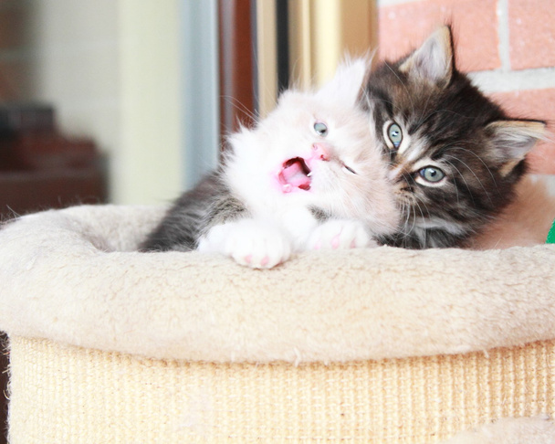 Siperian kissan pennut
 - Valokuva, kuva