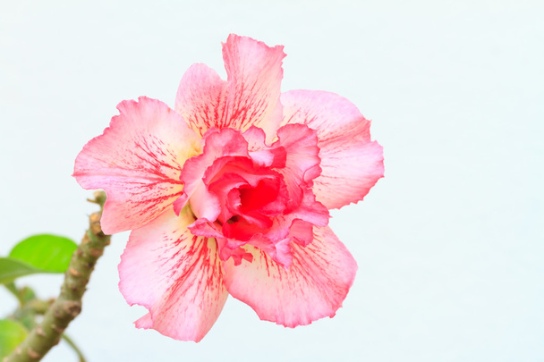 Adenium obesum, Rose du désert, Impala fleur de lys ou d'azalée factice
 - Photo, image