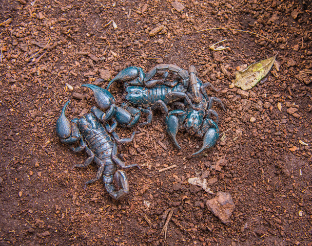 Giant scorpions on the ground . - Photo, Image