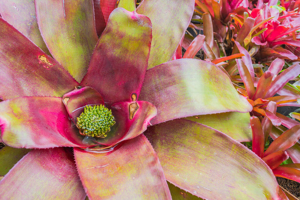 image of Bromeliad in pot day time. - Photo, Image
