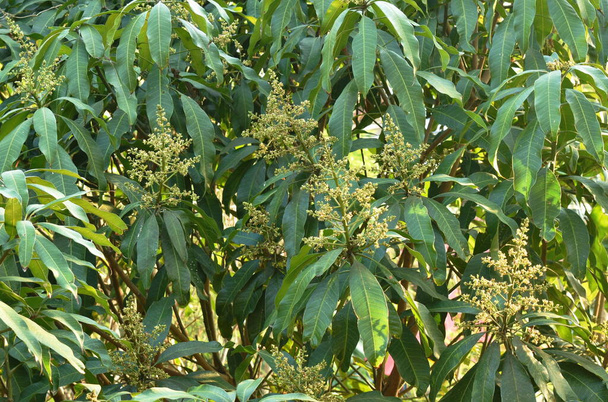 mango kukka kukkivat puunlatva ja odottaa sadetta kasvun olevan hedelmiä Gargen kesällä - Valokuva, kuva