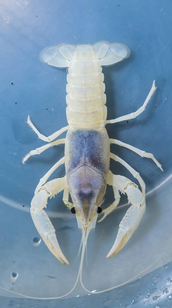 Real Ghost Mix color crayfish(Procambarus clarkii) in aquarium tank. - Photo, Image