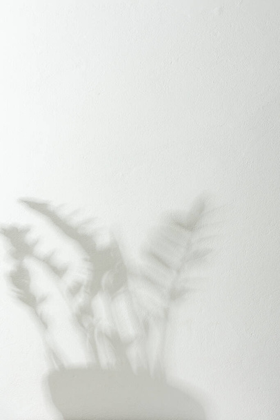 Sombra na parede branca da planta de sala Zamioculcas - Foto, Imagem