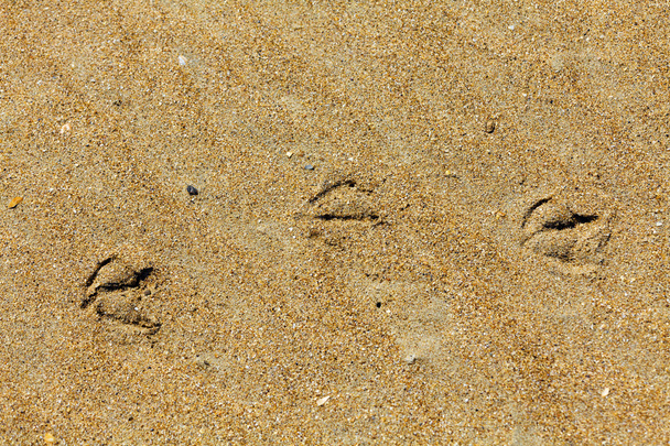 Pegadas na areia da praia - Foto, Imagem