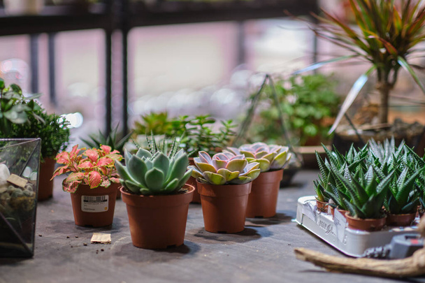 Weibchen hält Glasflorarium-Vase mit Sukkulenten Kleiner Garten mit Miniaturpflanzen. Zimmerpflanzen zu Hause. Bastelflorarium. Bunte Pflanzen wachsen in Glasgeometrie - Foto, Bild