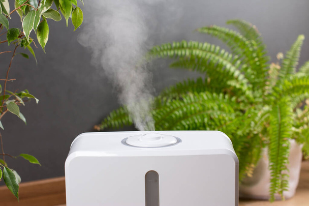 Steam from the air humidifier, houseplant on background. Increase in air humidity indoors, comfortable living conditions. - Photo, Image