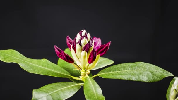 Rododendro timelapse fiore, colore vivo fiore apertura su sfondo nero. Video in studio. - Filmati, video